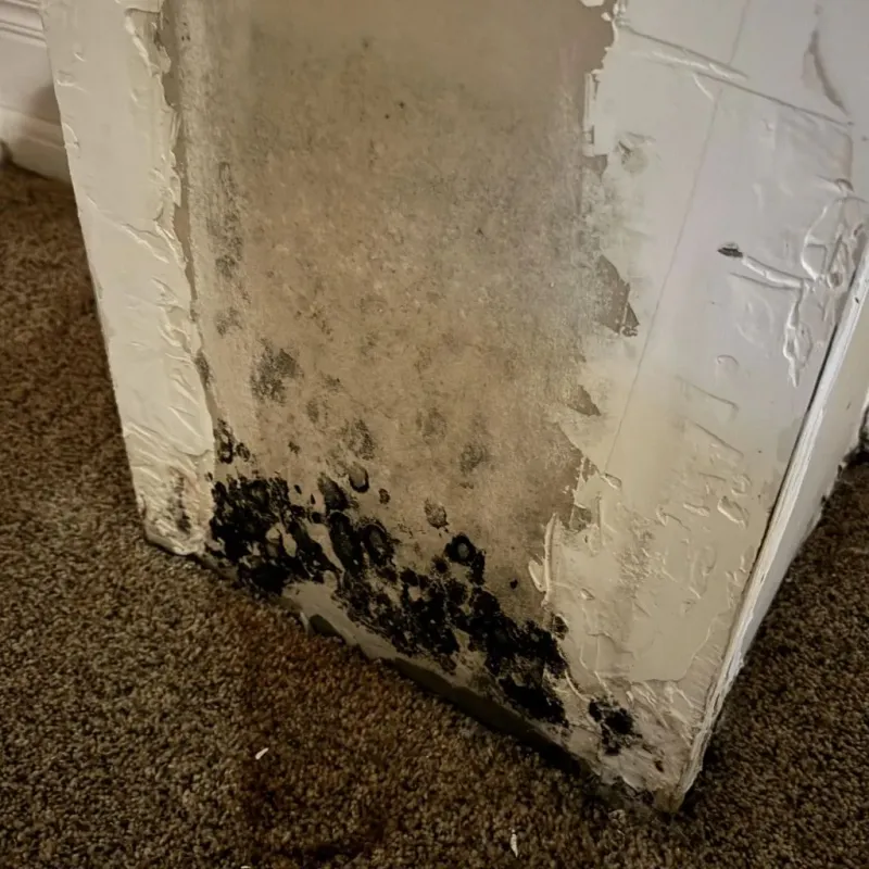 Professional Mold Removal in North Saint Paul, MN